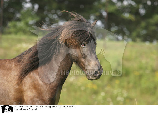 Islandpony Portrait / Icelandic horse Portrait / RR-05409