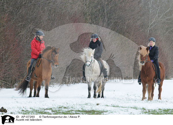 Ausritt mit Islndern / riding Icelandic horses / AP-07260