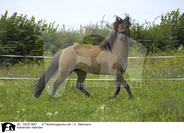 trabender Islnder / trotting Icelandic horse / CD-01867