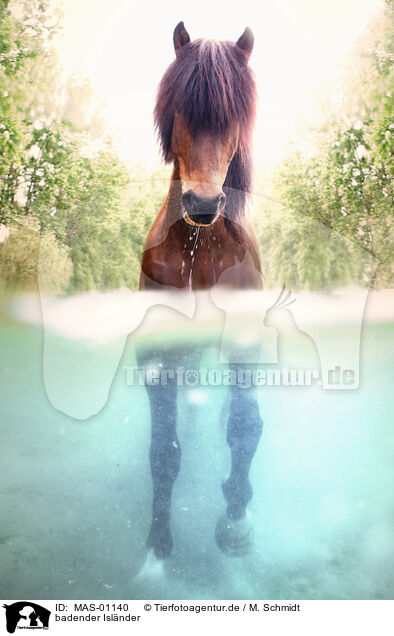 badender Islnder / bathing Icelandic horse / MAS-01140