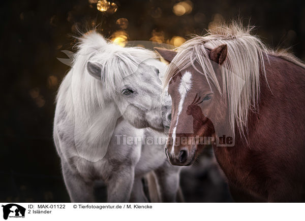 2 Islnder / 2 Icelandic horses / MAK-01122