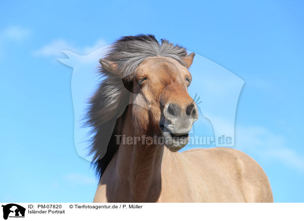 Islnder Portrait / Icelandic horse portrait / PM-07820