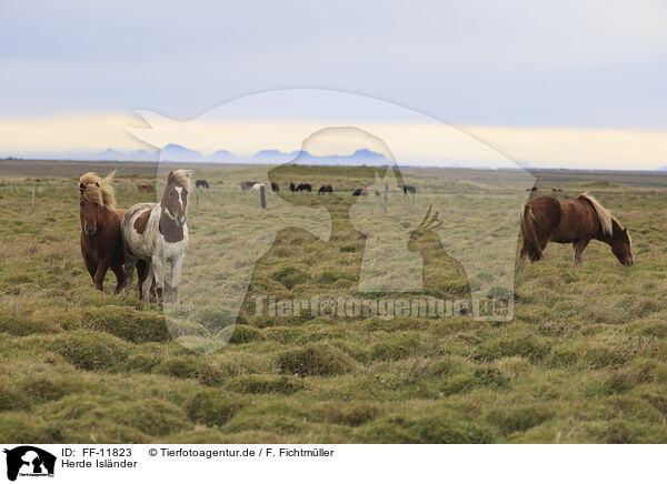 Herde Islnder / herd of Icelandic horses / FF-11823