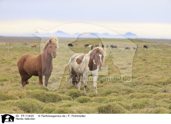 Herde Islnder / herd of Icelandic horses / FF-11825