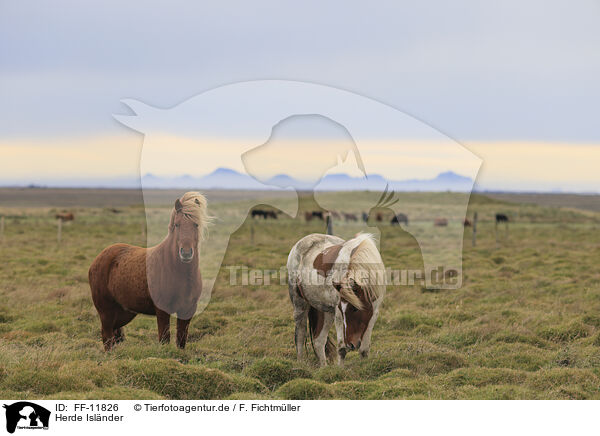 Herde Islnder / herd of Icelandic horses / FF-11826