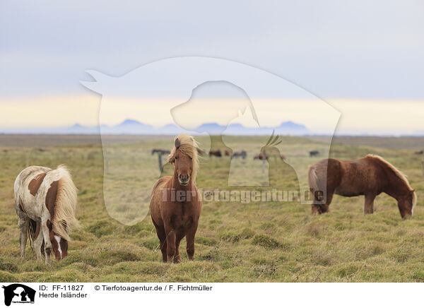Herde Islnder / herd of Icelandic horses / FF-11827