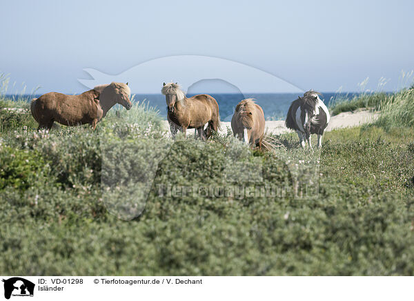 Islnder / Icelandic horses / VD-01298