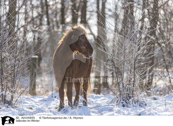 Islnder im Winter / Islandic horse in winter / AH-04855