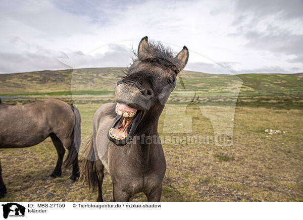 Islnder / Icelandic horses / MBS-27159
