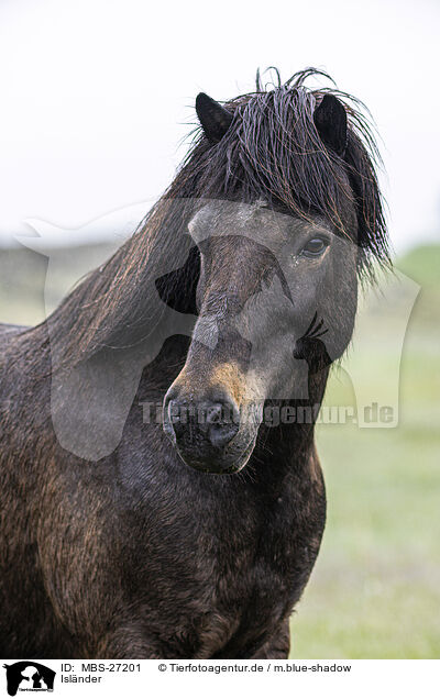 Islnder / Icelandic horse / MBS-27201
