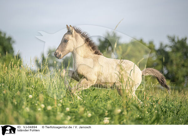 Islnder Fohlen / Icelandic horse foal / VJ-04894