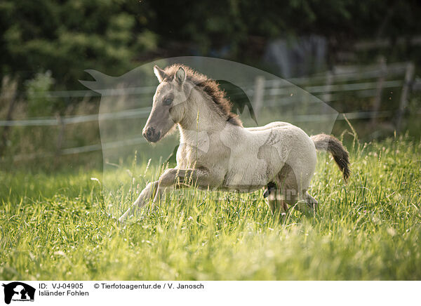 Islnder Fohlen / Icelandic horse foal / VJ-04905