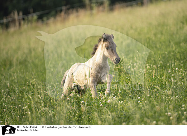 Islnder Fohlen / Icelandic horse foal / VJ-04964