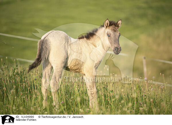 Islnder Fohlen / Icelandic horse foal / VJ-04990