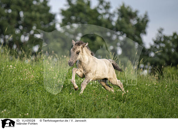 Islnder Fohlen / VJ-05028