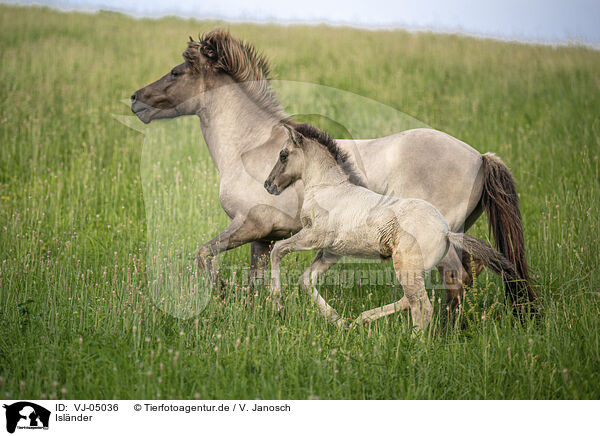Islnder / Icelandic horses / VJ-05036