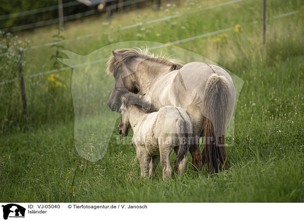 Islnder / Icelandic horses / VJ-05040