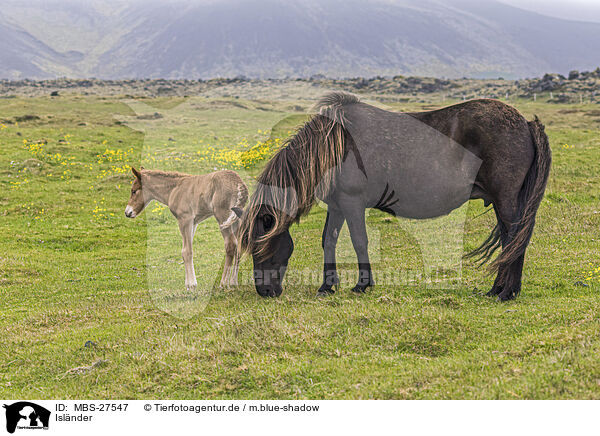 Islnder / Icelandic horses / MBS-27547