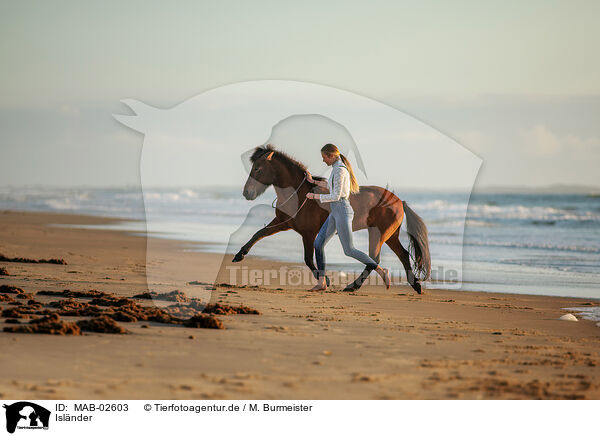 Islnder / Icelandic horse / MAB-02603