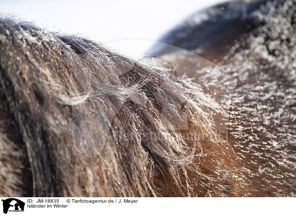 Islnder im Winter / icelandic horse in winter / JM-18835