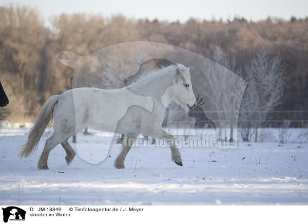 Islnder im Winter / icelandic horse in winter / JM-18849