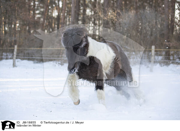 Islnder im Winter / icelandic horse in winter / JM-18855