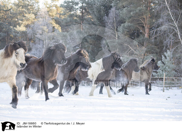 Islnder im Winter / icelandic horse in winter / JM-18860
