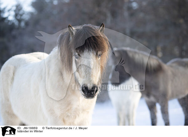 Islnder im Winter / icelandic horse in winter / JM-18869