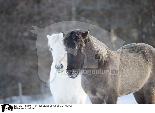 Islnder im Winter / icelandic horse in winter / JM-18870