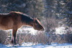 Canadian Wild Horse