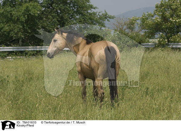 Kinsky-Pferd / TM-01633