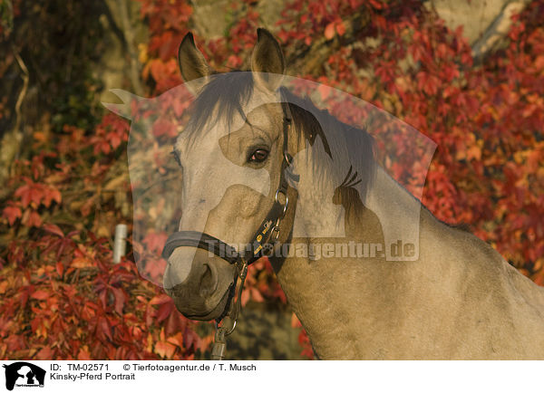 Kinsky-Pferd Portrait / TM-02571