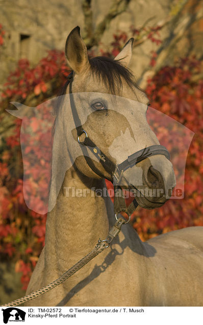 Kinsky-Pferd Portrait / TM-02572
