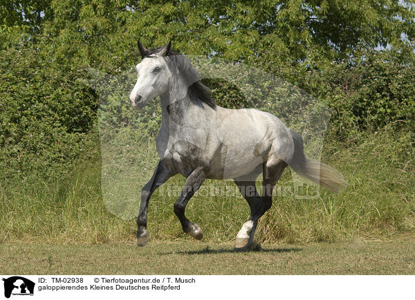 galoppierendes Kleines Deutsches Reitpferd / galloping warmblood / TM-02938