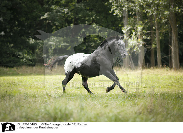 galoppierender Knabstrupper / galloping Knabstrup Horse / RR-85483