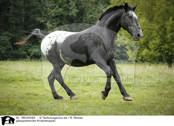 galoppierender Knabstrupper / galloping Knabstrup Horse / RR-85489