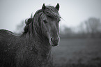 Konik Portrait