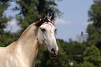 Lusitano Hengst