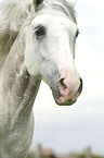 Lusitano Portrait