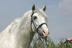 Lusitano Portrait