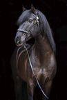 Lusitano