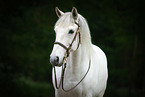 Lusitano