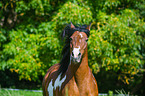 Mecklenburger Portrait / Mecklenburg Warmblood Portrait