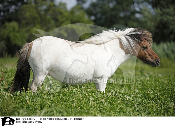 Mini Shetland Pony / RR-53610