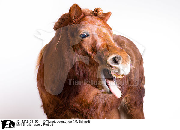 Mini Shetlandpony Portrait / MAS-01159