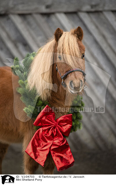 Mini Shetland Pony / VJ-04703