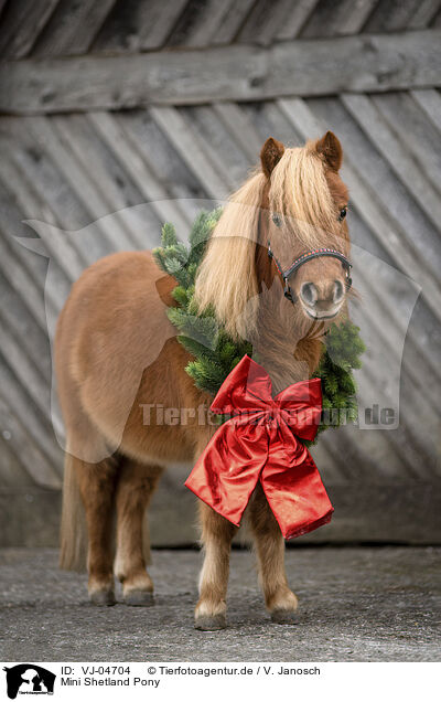 Mini Shetland Pony / VJ-04704