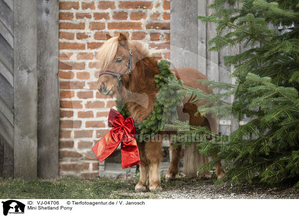 Mini Shetland Pony / VJ-04706