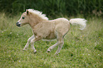 Mini Shetland Pony Fohlen