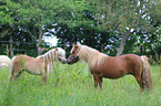 2 Ponys